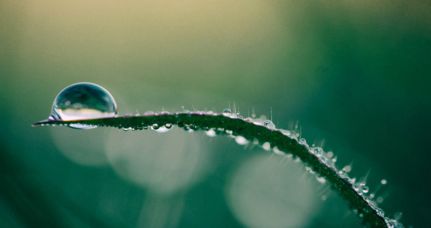 Water droplet on grass