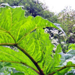 Giant Hogweed – A garden escape with a dangerous sting.