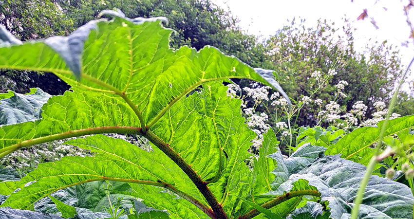 Giant Hogweed – A garden escape with a dangerous sting.